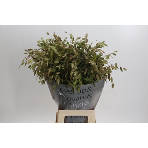 Chasmanthium Green