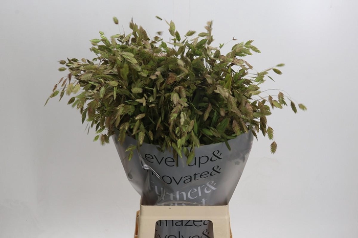 <h4>Chasmanthium Green</h4>