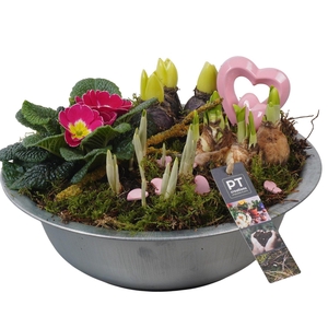PTVO3617 Arrangement Valentine Outdoor in metalen schaal