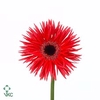 EUC CINEREA PER BOS