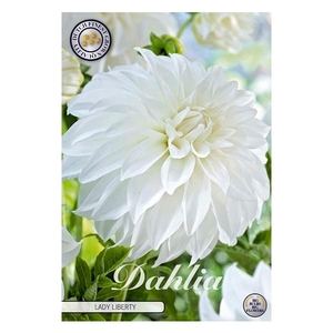 Dahlia Lady Liberty x1 l