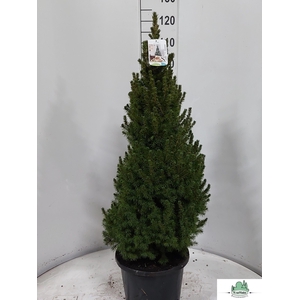 Picea Gl Perfecta