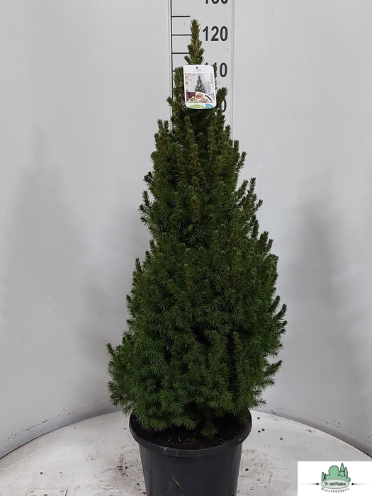 <h4>PICEA GL PERFECTA</h4>
