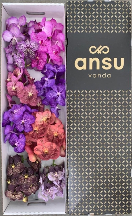 <h4>Vanda ...mix /tak</h4>
