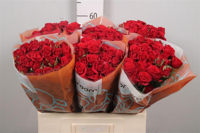 <h4>R Tr Mirabel</h4>