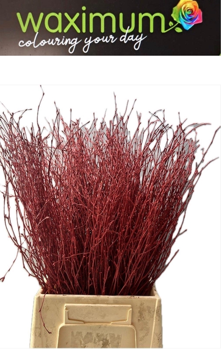 <h4>BETULA OV KLB H%</h4>