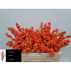 Ilex vert Winter Gold L 5