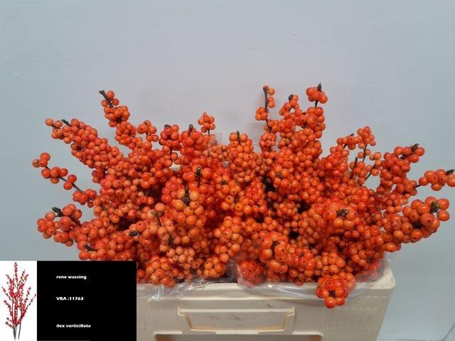 <h4>Ilex vert Winter Gold L 5</h4>