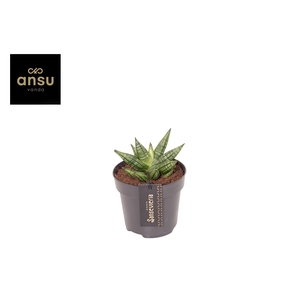 Sansevieria Inti Mini No. 2