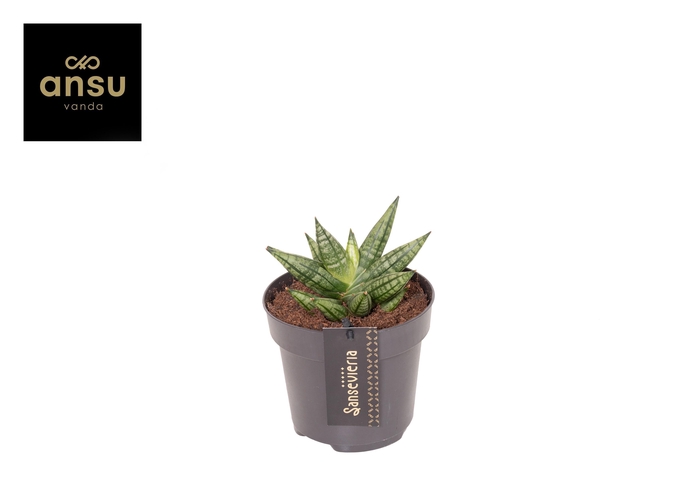 <h4>Sansevieria Inti Mini No. 2</h4>