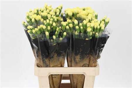 <h4>Di Tr Xanthe</h4>