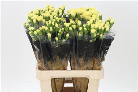 <h4>Di Tr Xanthe</h4>