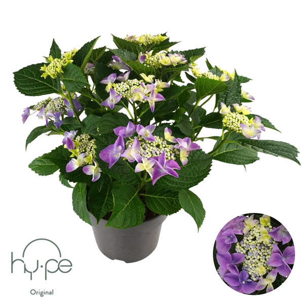 <h4>Hydrangea Lacecap Blue 7+ | Hy-pe Original</h4>
