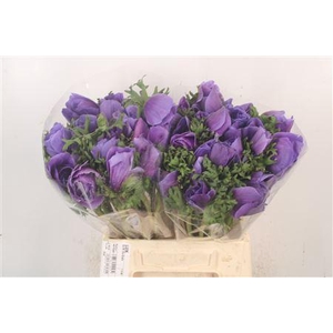 Anem Mistral Blue X L X25