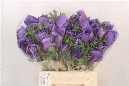 <h4>Anem Mistral Blue X L X25</h4>