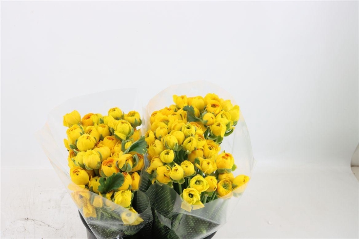 <h4>Ran Amandine Yellow</h4>