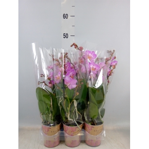 Phalaenopsis multi.   ...rose