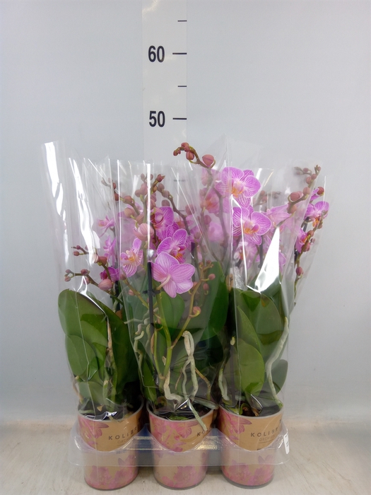 <h4>Phalaenopsis multi.   ...rose</h4>