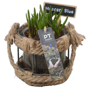 PTMB1190 Arrangementen Muscari