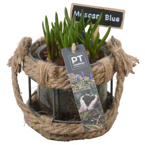 <h4>PTMB1190 Arrangementen Muscari</h4>