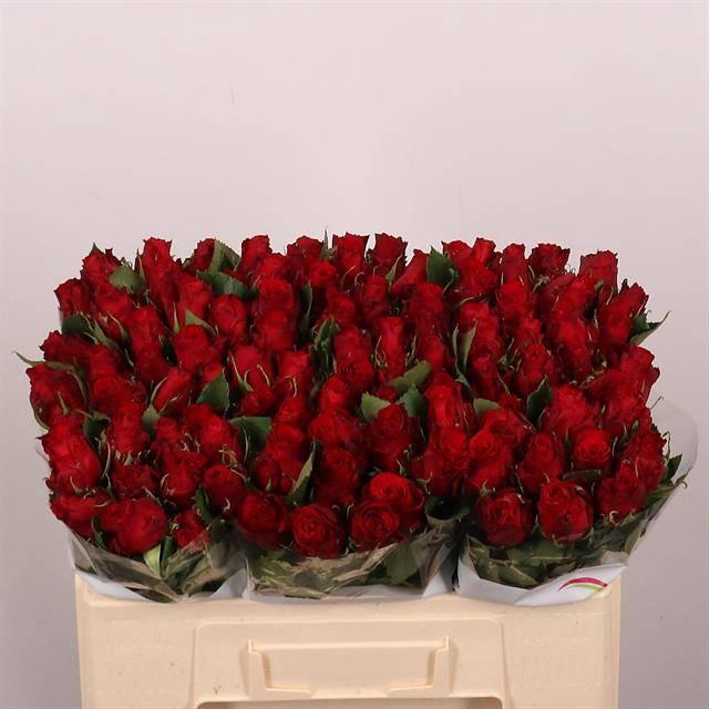 <h4>R Gr Red Torch</h4>