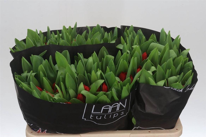 <h4>Tulp Enkel Escape</h4>