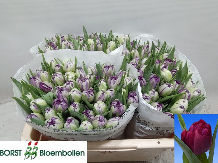 <h4>TU DU PYTHON</h4>