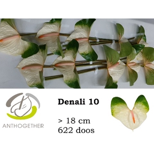 ANTH A DENALI 10 622