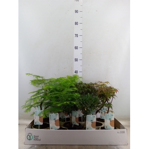 Bonsai   ...mix
