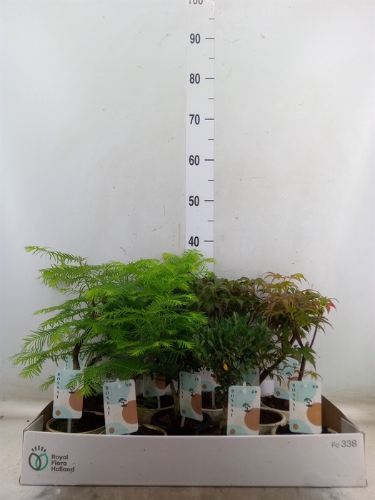 <h4>Bonsai   ...mix</h4>