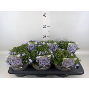 Phlox sub. 'Fabulous Blue'