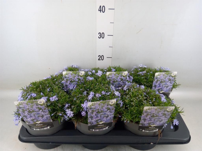 <h4>Phlox sub. 'Fabulous Blue'</h4>