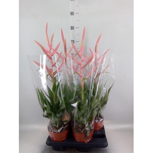 Tillandsia  'Dolce'