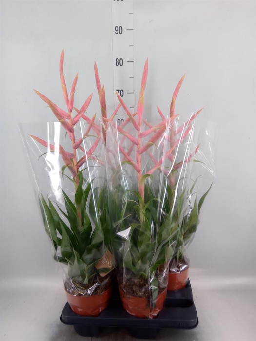 <h4>Tillandsia  'Dolce'</h4>
