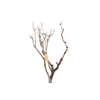 Syringa Branch Extra Stella