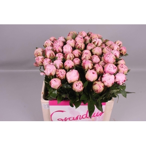 PAEONIA LACT. 'MARGUERITE GERARD' P