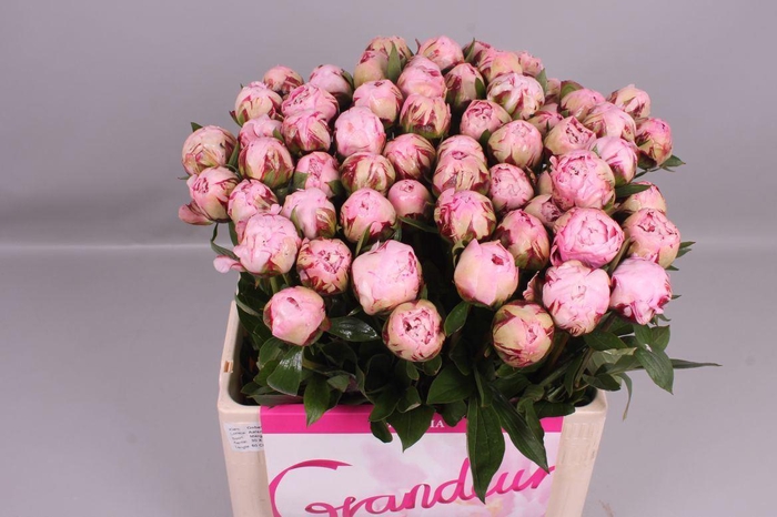 <h4>PAEONIA LACT. 'MARGUERITE GERARD' P</h4>