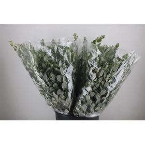 Pittosp Ralphi Leaves 200gr P Bunch