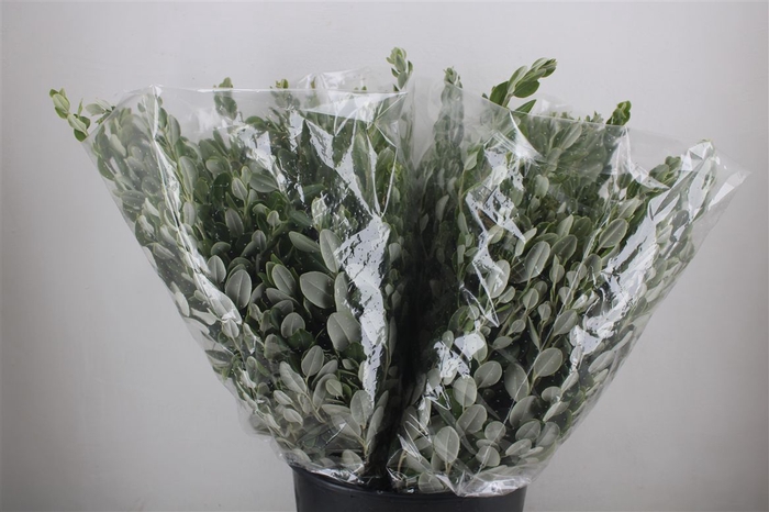 <h4>Pittosp Ralphi Leaves 200gr P Bunch</h4>