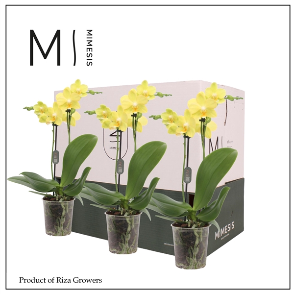 <h4>Mimesis Phal. Yellow - 2 spike 9cm Less Plastic</h4>