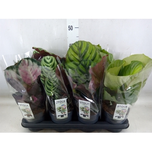 Calathea   ...mix 4