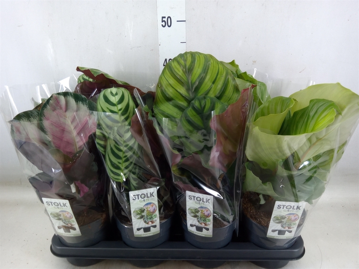 <h4>Calathea   ...mix 4</h4>
