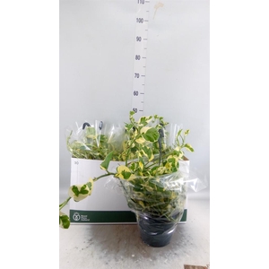 Epipremnum pinn. 'NJoy'