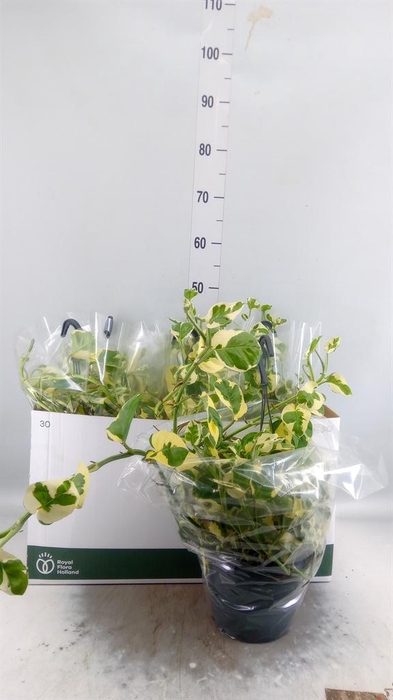 <h4>Epipremnum pinn. 'NJoy'</h4>