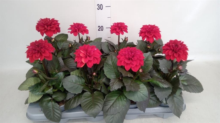 <h4>Dahlia   ...</h4>