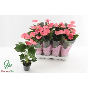 ANTHU AN SWEET DREAM