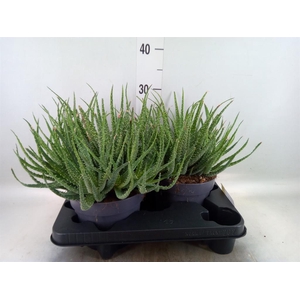 Aloe humilis