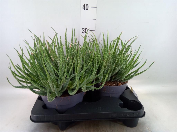 <h4>Aloe humilis</h4>