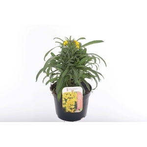 Erysimum lin. Fragrant Sunshine