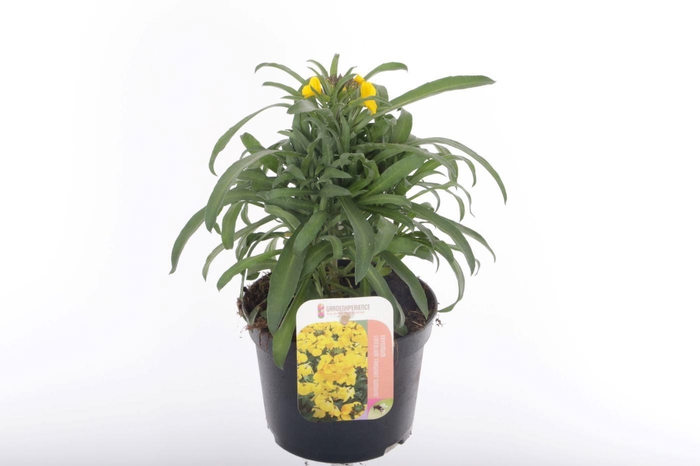 <h4>Erysimum lin. Fragrant Sunshine</h4>